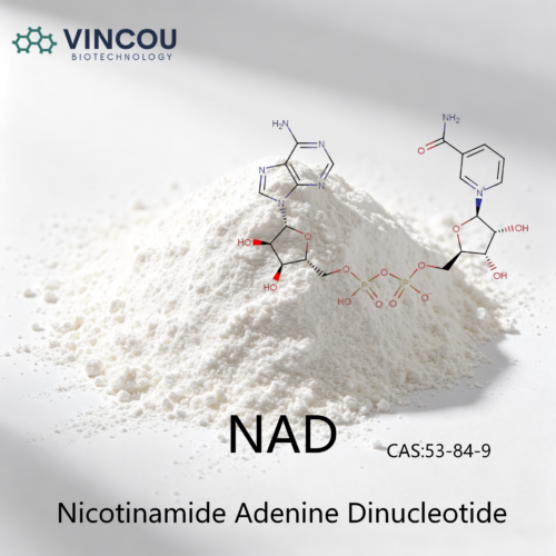NAD CAS：53-84-9